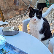 Loulou participe au concours pour gagner de l'argent avec cette photo : animal, black_and_white_cat, blue, bowl, cat, clothes, drying_rack, furniture, gravel, green, outdoor, pet, plastic_chair, relaxing, rustic, sunlight, table, tray, wall, yellow
