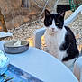 animal, black_and_white_cat, blue, bowl, cat, clothes, drying_rack, furniture, gravel, green, outdoor, pet, plastic_chair, relaxing, rustic, sunlight, table, tray, wall, yellow