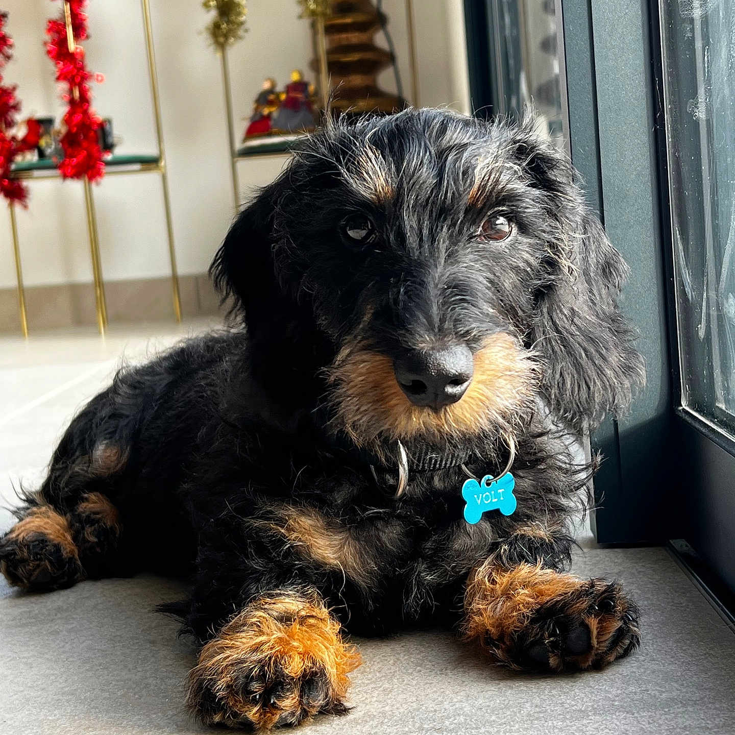 Volt a rejoint le concours — aidez-le/la à gagner de superbes lots ! accessories, affenpinscher, airedale, animal, ball, canine, cockerspaniel, couch, dog, football, furniture, hound, person, pet, poodle, puppy, soccer, terrier, whitedog, window