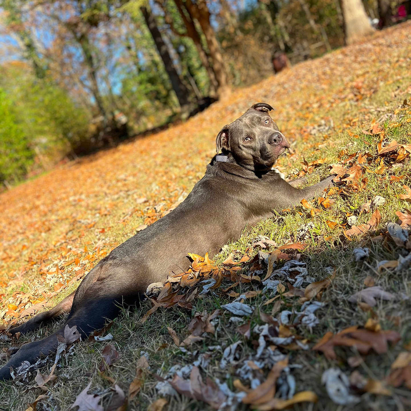 Jaxon Avery Lane joined the competition — help win amazing prizes! animal, autumn, canine, dog, grass, grove, hound, land, leaf, nature, outdoors, park, pet, photography, plant, puppy, tree, treetrunk, vegetation, woodland