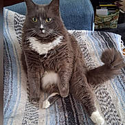Miles Davus joined the competition — help win amazing prizes! cat, gray_cat, white_markings, fluffy, longhaired, pet, animal, sitting, portrait, whiskers, green_eyes, pointed_ears, feathered_tail, white_paws, white_chest, blanket, armchair, indoors, cozy, funny