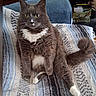 cat, gray_cat, white_markings, fluffy, longhaired, pet, animal, sitting, portrait, whiskers, green_eyes, pointed_ears, feathered_tail, white_paws, white_chest, blanket, armchair, indoors, cozy, funny