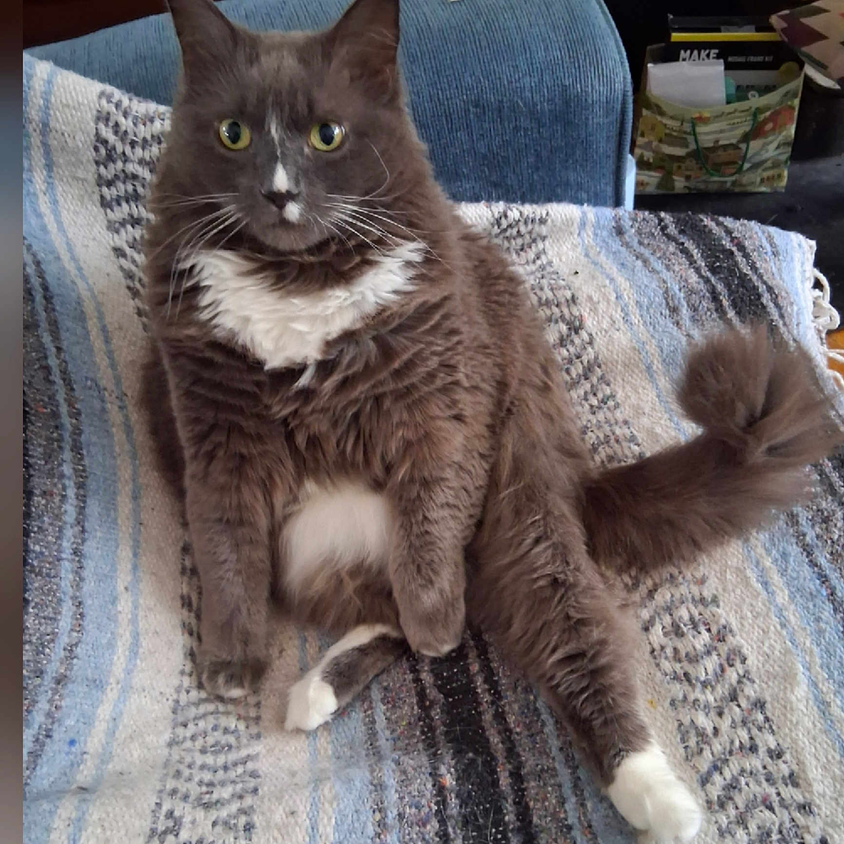 Miles Davus joined the competition — help win amazing prizes! cat, gray_cat, white_markings, fluffy, longhaired, pet, animal, sitting, portrait, whiskers, green_eyes, pointed_ears, feathered_tail, white_paws, white_chest, blanket, armchair, indoors, cozy, funny