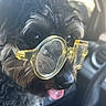 dog, glasses, yellow_glasses, car, vehicle, tongue_out, fluffy, black_dog, brown_dog, pet, cute, animal, indoors, portrait, closeup, playful, funny, accessory, face, companion