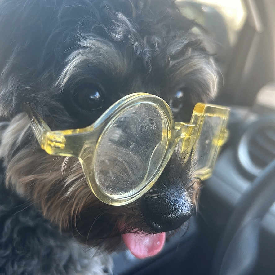 Ra Ra is registered to the contest to win money with this photo: dog, glasses, yellow_glasses, car, vehicle, tongue_out, fluffy, black_dog, brown_dog, pet, cute, animal, indoors, portrait, closeup, playful, funny, accessory, face, companion