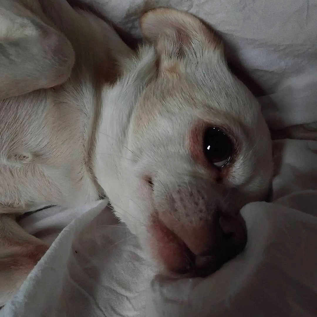 Lyla a rejoint le concours — aidez-le/la à gagner de superbes lots ! animal, blanket, close_up, comfort, cozy, cute, dog, ear, face, fur, indoors, nose, paw, pet, relaxation, resting, sleep, sleeping, small_dog, white