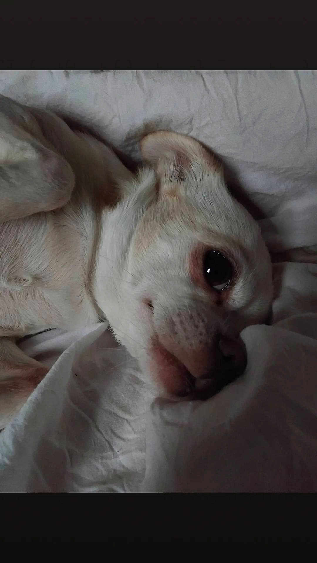 Lyla a rejoint le concours — aidez-le/la à gagner de superbes lots ! dog, pet, animal, close_up, sleeping, resting, blanket, white, fur, cute, indoors, cozy, small_dog, face, ear, nose, paw, sleep, comfort, relaxation