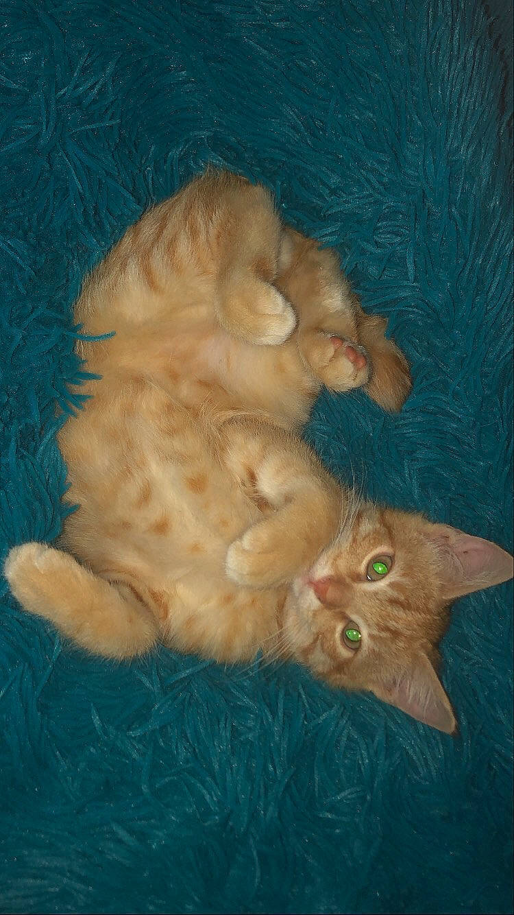 Spirou a rejoint le concours — aidez-le/la à gagner de superbes lots ! carnivore, cat, claw, domestic_short_haired_cat, ear, fawn, felidae, foot, fur, gesture, paw, small_to_medium_sized_cats, snout, tail, whiskers, wood