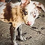Dolly is registered to the contest to win money with this photo: puppy, dog, muddy, blue_eyes, floor, curious, standing, legs, indoor, brown, white, spot, animal, pet, canine, young, close_up, looking, ears, nose
