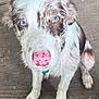 Dolly joined the competition — help win amazing prizes! dog, puppy, blue_eyes, pink_nose, muddy, close_up, looking_up, wooden_floor, fur, pet, animal, cute, sitting, canine, young_dog, indoors, collar, whiskers, ears, nose
