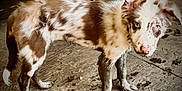 Dolly is registered to the contest to win money with this photo: dog, muddy, blue_eyes, puppy, standing, wooden_floor, indoor, legs, fur, pet, curious, brown_and_white, canine, animal, messy, young_dog, closeup, domestic_animal, looking, floor