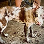dog, muddy, blue_eyes, puppy, standing, wooden_floor, indoor, legs, fur, pet, curious, brown_and_white, canine, animal, messy, young_dog, closeup, domestic_animal, looking, floor