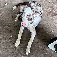 Dolly is registered to the contest to win money with this photo: dog, puppy, blue_eyes, pink_nose, fur, laying_down, wooden_floor, curious, animal, pet, indoor, brown_and_white, ears, collar, looking_up, snout, paws, messy_floor, equipment, close_up