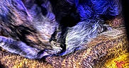 Aphrodite is registered to the contest to win money with this photo: cat, sleeping, fur, blanket, cozy, indoor, pet, resting, purple_light, blue_light, closeup, animal, cute, warm, soft, texture, feline, curled_up, peaceful, quiet