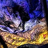 cat, sleeping, fur, blanket, cozy, indoor, pet, resting, purple_light, blue_light, closeup, animal, cute, warm, soft, texture, feline, curled_up, peaceful, quiet