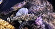 Aphrodite is registered to the contest to win money with this photo: animal, blanket, cage, cat, closeup, cozy, cute, domestic, feline, fur, indoor, kitten, mammal, mother_cat, nest, pet, protected, resting, sleeping, young