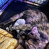 Aphrodite is registered to the contest to win money with this photo: cat, kitten, animal, pet, cage, blanket, fur, sleeping, mother_cat, young, cozy, resting, indoor, closeup, cute, mammal, domestic, feline, protected, nest