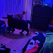 Aphrodite joined the competition — help win amazing prizes! cat, indoor, door, floor, furniture, bag, blanket, purple_light, blue_light, wood_floor, pet, animal, tortoiseshell_cat, black_cat, room, curious, nighttime, shadow, home, investigation