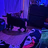 cat, indoor, door, floor, furniture, bag, blanket, purple_light, blue_light, wood_floor, pet, animal, tortoiseshell_cat, black_cat, room, curious, nighttime, shadow, home, investigation