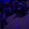Aphrodite joined the competition — help win amazing prizes! cat, indoor, floor, wood, purple_light, animal, pet, relaxed, shadow, feline, lying_down, domestic, quiet, cozy, resting, dark, quiet_moment, home, flooring, evening_light