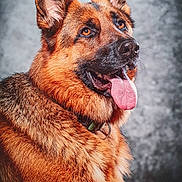 Ottawa a rejoint le concours — aidez-le/la à gagner de superbes lots ! animal, bodypart, canine, dog, germanshepherd, mouth, person, pet, policedog, puppy, snout, tongue