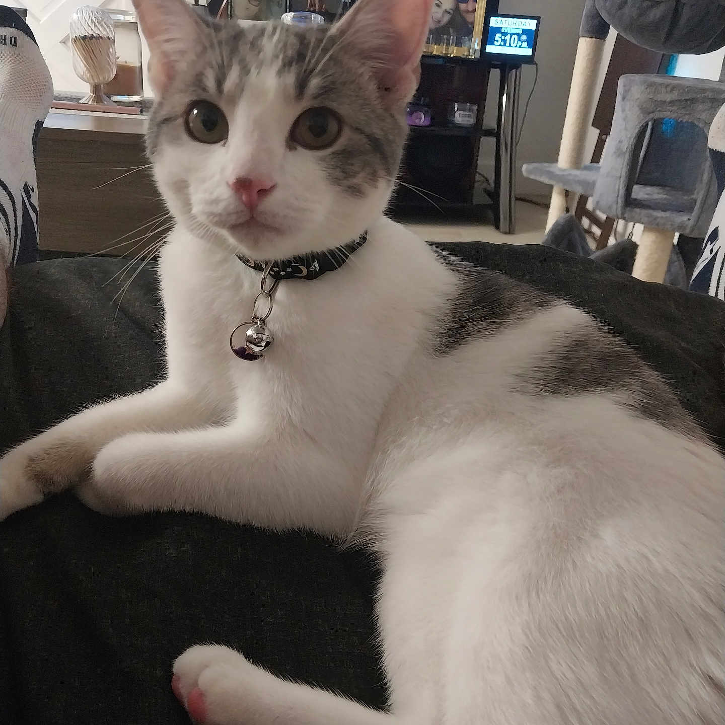 Pugsley joined the competition — help win amazing prizes! bell, cat, cat_tree, close_up, collar, curious, domestic_animal, ears, feline, furniture, gray_cat, indoor, living_room, paw, pet, photo_frame, relaxed, television, whiskers, white_cat