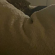 George joined the competition — help win amazing prizes! cat, tabby, blanket, bed, bedding, peeking, doorknob, door, indoor, pet, cozy, sleepy, low_light, grainy, fur, hidden, soft_texture, nighttime, room, portrait