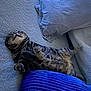 bed, belly, blanket, blue_blanket, cat, cozy, fur, home, indoor, lying_down, nap, paws, pet, pillow, relaxed, sleeping, soft, striped, tabby_cat, whiskers
