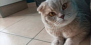 Simba participe au concours pour gagner de l'argent avec cette photo : amber_eyes, animal, cat, close_up, curious, cute, domestic_cat, feline, floor, folded_ears, fur, indoor, looking, mammal, paws, pet, resting, scottish_fold, tile_floor, whiskers