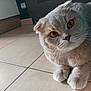 amber_eyes, animal, cat, close_up, curious, cute, domestic_cat, feline, floor, folded_ears, fur, indoor, looking, mammal, paws, pet, resting, scottish_fold, tile_floor, whiskers