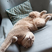 Simba participe au concours pour gagner de l'argent avec cette photo : armchair, cat, cozy, cushion, cute, domestic_animal, feline, fluffy, furniture, home, indoor, nap, paws, pet, relaxed, resting, sleeping, soft, tabby, whiskers