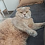 Simba a rejoint le concours — aidez-le/la à gagner de superbes lots ! animal, cat, couch, cozy, curious, domestic_cat, ears, fluffy, furniture, home, indoor, laying, orange_cat, pet, pillow, relaxed, scottish_fold, soft, whiskers, yellow_eyes