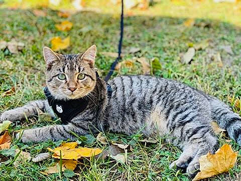 Pokey is registered to the contest to win money with this photo: carnivore, cat, domestic_short_haired_cat, felidae, fur, grass, grassland, organism, paw, plant, sitting, small_to_medium_sized_cats, snout, soil, tail, terrestrial_animal, tree, whiskers, wildlife