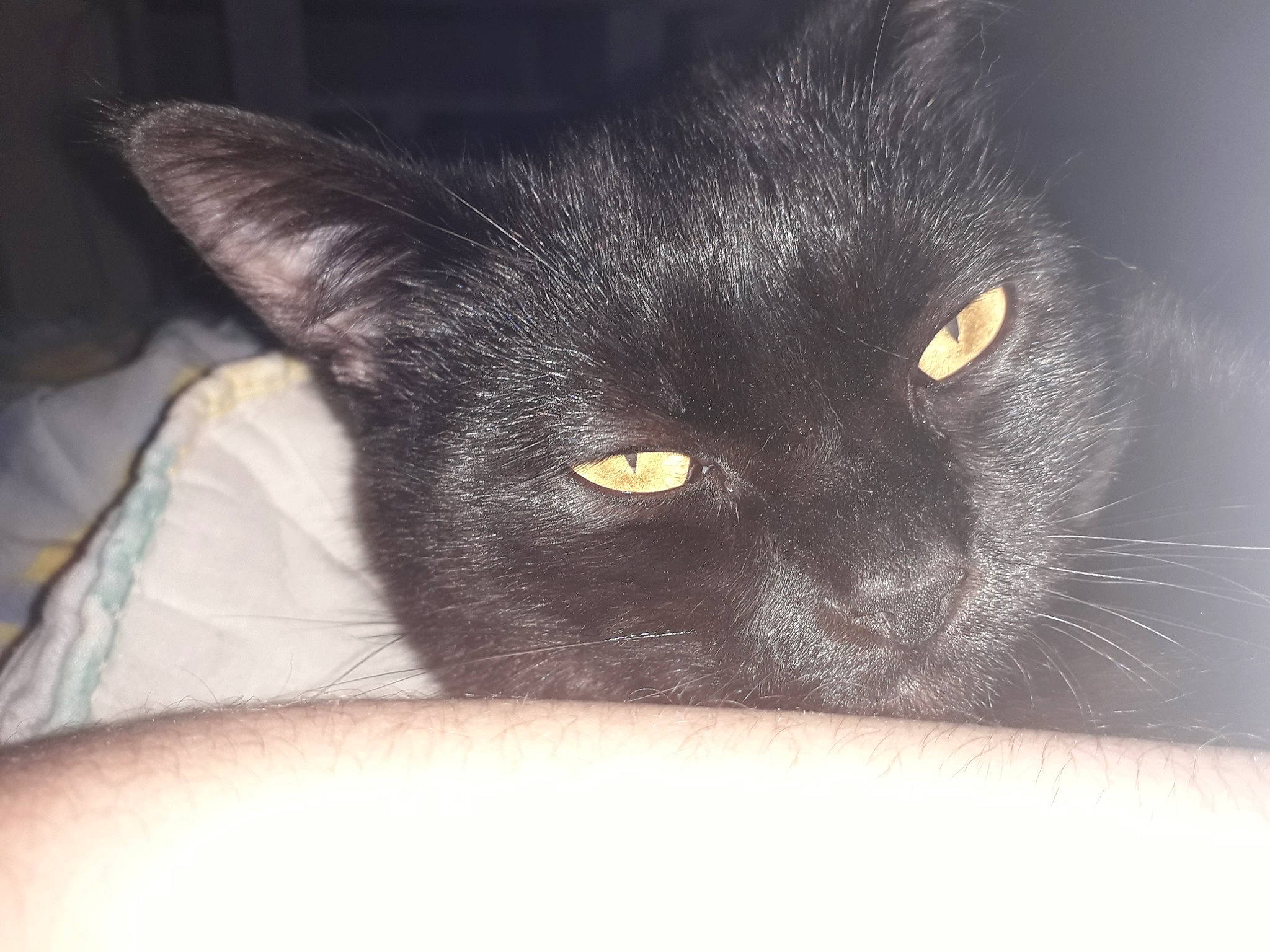 Noiro participe au concours pour gagner de l'argent avec cette photo : black, black_cat, bombay, burmese, carnivore, cat, close_up, domestic_short_haired_cat, ear, eye, felidae, fur, iris, korat, mammal, nebelung, nose, small_to_medium_sized_cats, snout, whiskers