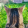 Minouche a rejoint le concours — aidez-le/la à gagner de superbes lots ! animal, back_view, blurred_background, cat, close_up, clothes, daylight, ears, fur, garden, grass, greenery, laundry, nature, outdoor, peaceful, pet, sunlight, tabby, wood