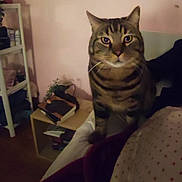 Minouche a rejoint le concours — aidez-le/la à gagner de superbes lots ! animal, bed, blanket, book, bookshelf, cat, cozy, curious, ears, furniture, home, indoor, looking, pet, plant, resting, room, striped, tabby, whiskers