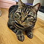 cat, tabby, pet, animal, indoor, wooden_floor, curious, whiskers, ears, paws, striped, feline, domestic, closeup, eyes, sitting, relaxed, household, floor, mammal