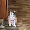 adorable, animal, calm, cat, collar, cute, domestic, feline, flooring, half_black_half_white_face, household, indoor, lace, pet, pink_dress, quiet, resting, sitting, water_bowl, wooden_floor