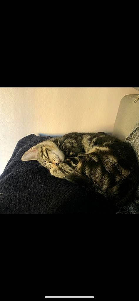 Floki a rejoint le concours — aidez-le/la à gagner de superbes lots ! canidae, carnivore, cat, cloud, comfort, couch, darkness, domestic_short_haired_cat, felidae, fur, grey, monochrome, monochrome_photography, nap, small_to_medium_sized_cats, snout, sporting_group, still_life_photography, tail, whiskers