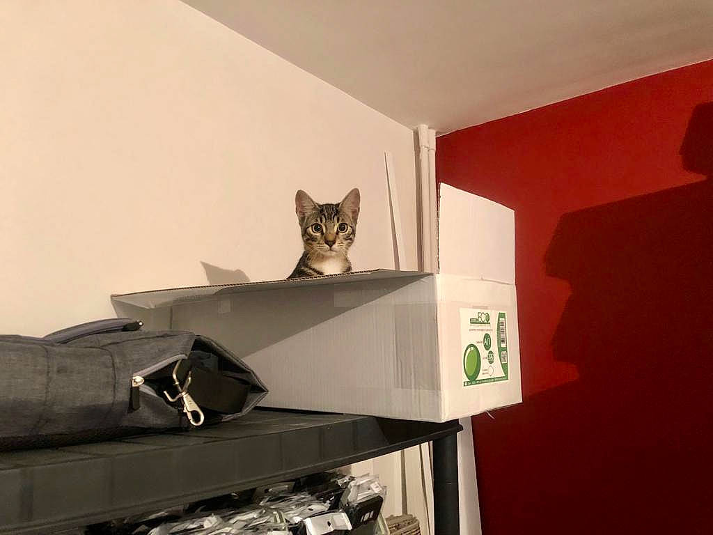 Floki participe au concours pour gagner de l'argent avec cette photo : box, cardboard, carnivore, carton, cat, domestic_short_haired_cat, felidae, flooring, grey, hardwood, interior_design, plaster, plywood, shelf, shelving, small_to_medium_sized_cats, stairs, tail, whiskers, wood