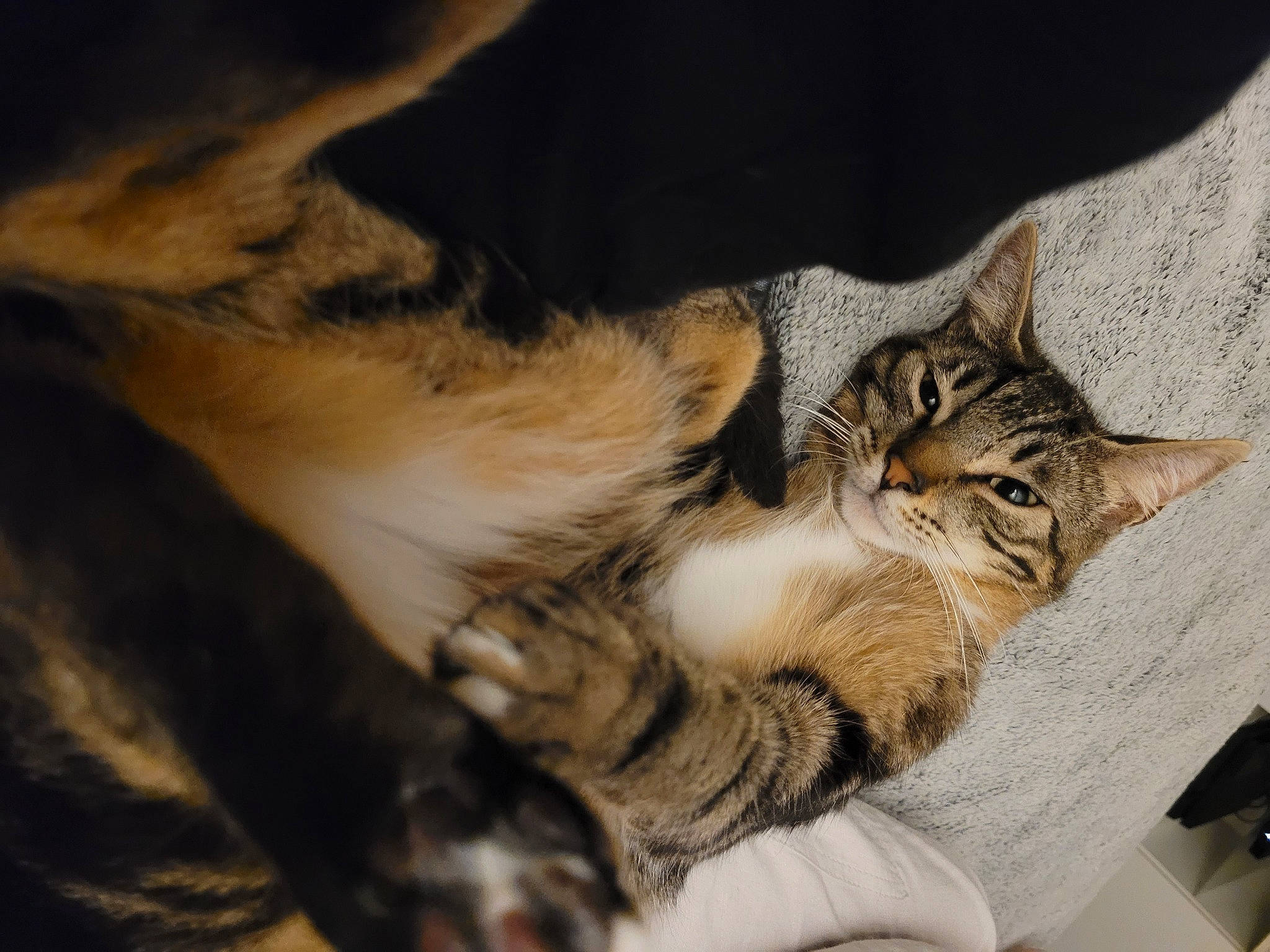 Floki participe au concours pour gagner de l'argent avec cette photo : carnivore, cat, claw, comfort, couch, domestic_short_haired_cat, fawn, felidae, fur, nap, paw, sleep, small_to_medium_sized_cats, snout, tail, terrestrial_animal, whiskers, wildlife