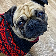 Benny is registered to the contest to win money with this photo: animal, bulldog, canine, clothing, dog, frenchbulldog, knitwear, pet, pug, puppy, snout, sweater