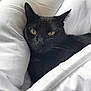 bedding, black_cat, blanket, cat, close_up, cozy, duvet, ears, feline, fur, indoor, nap, pet, portrait, relaxed, resting, sleepy, whiskers, white_bed, yellow_eyes