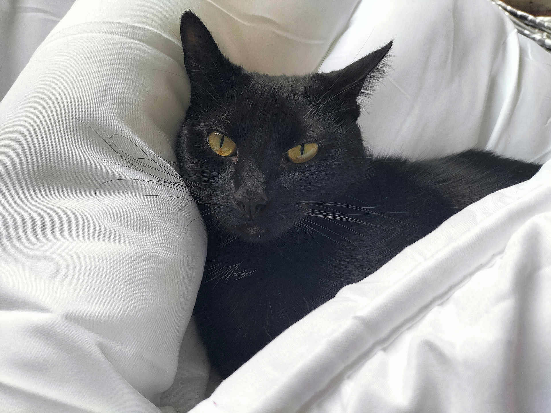 Pépite a rejoint le concours — aidez-le/la à gagner de superbes lots ! bedding, black_cat, blanket, cat, close_up, cozy, duvet, ears, feline, fur, indoor, nap, pet, portrait, relaxed, resting, sleepy, whiskers, white_bed, yellow_eyes