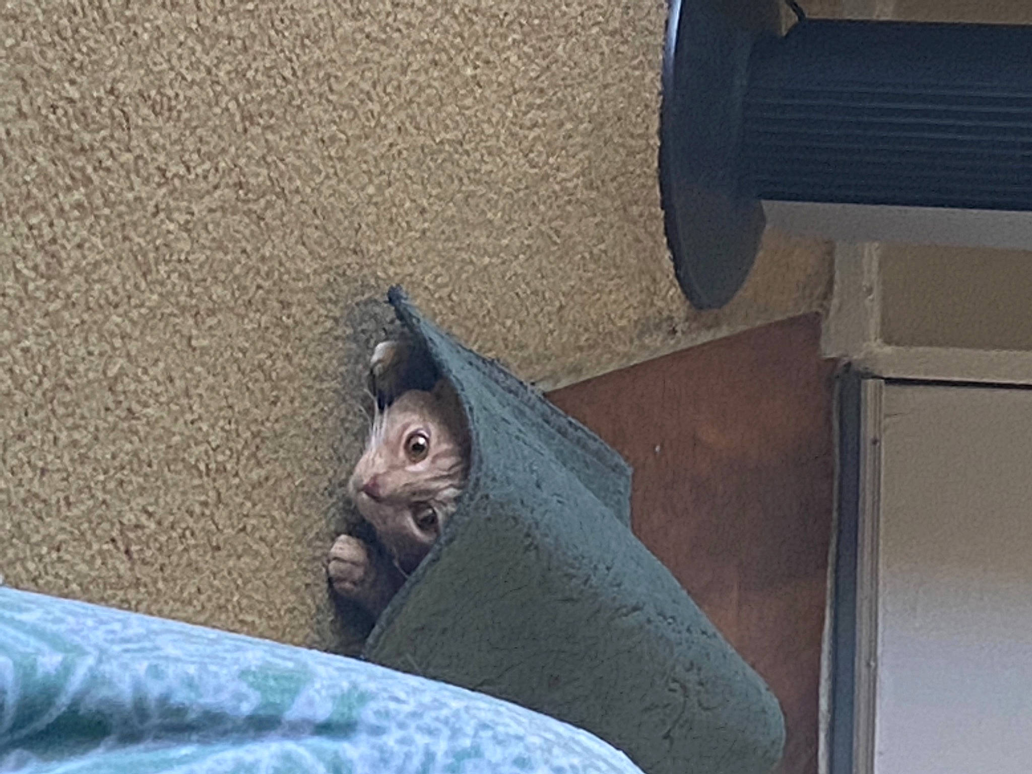 Louis joined the competition — help win amazing prizes! art, artifact, electric_blue, felidae, fish, grey, metal, sculpture, small_to_medium_sized_cats, snout, visual_arts, whiskers, wildlife, wood