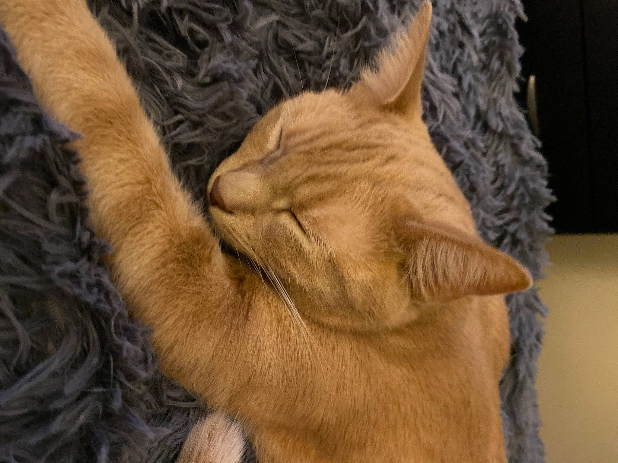 Louis is registered to the contest to win money with this photo: carnivore, cat, claw, comfort, domestic_short_haired_cat, ear, fawn, felidae, fur, gesture, human_leg, paw, small_to_medium_sized_cats, snout, tail, terrestrial_animal, whiskers, wood, wool, wrinkle