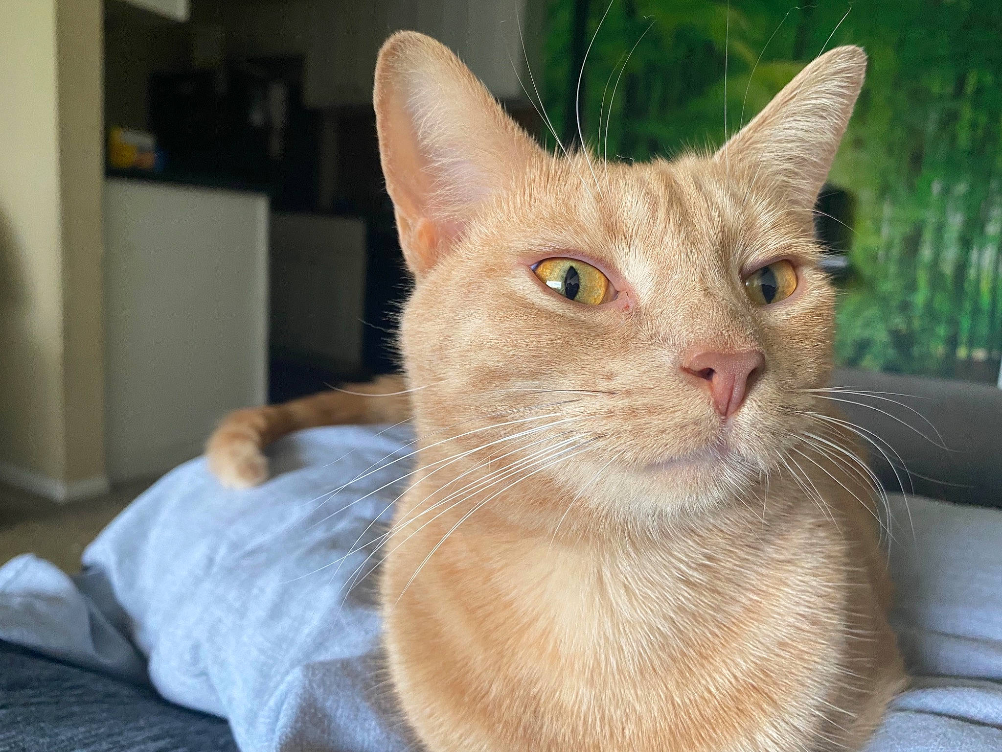 Louis is registered to the contest to win money with this photo: balinese, carnivore, cat, cat_supply, collar, comfort, domestic_short_haired_cat, ear, eye, fang, fawn, felidae, fur, head, small_to_medium_sized_cats, snout, whiskers, window, wrinkle