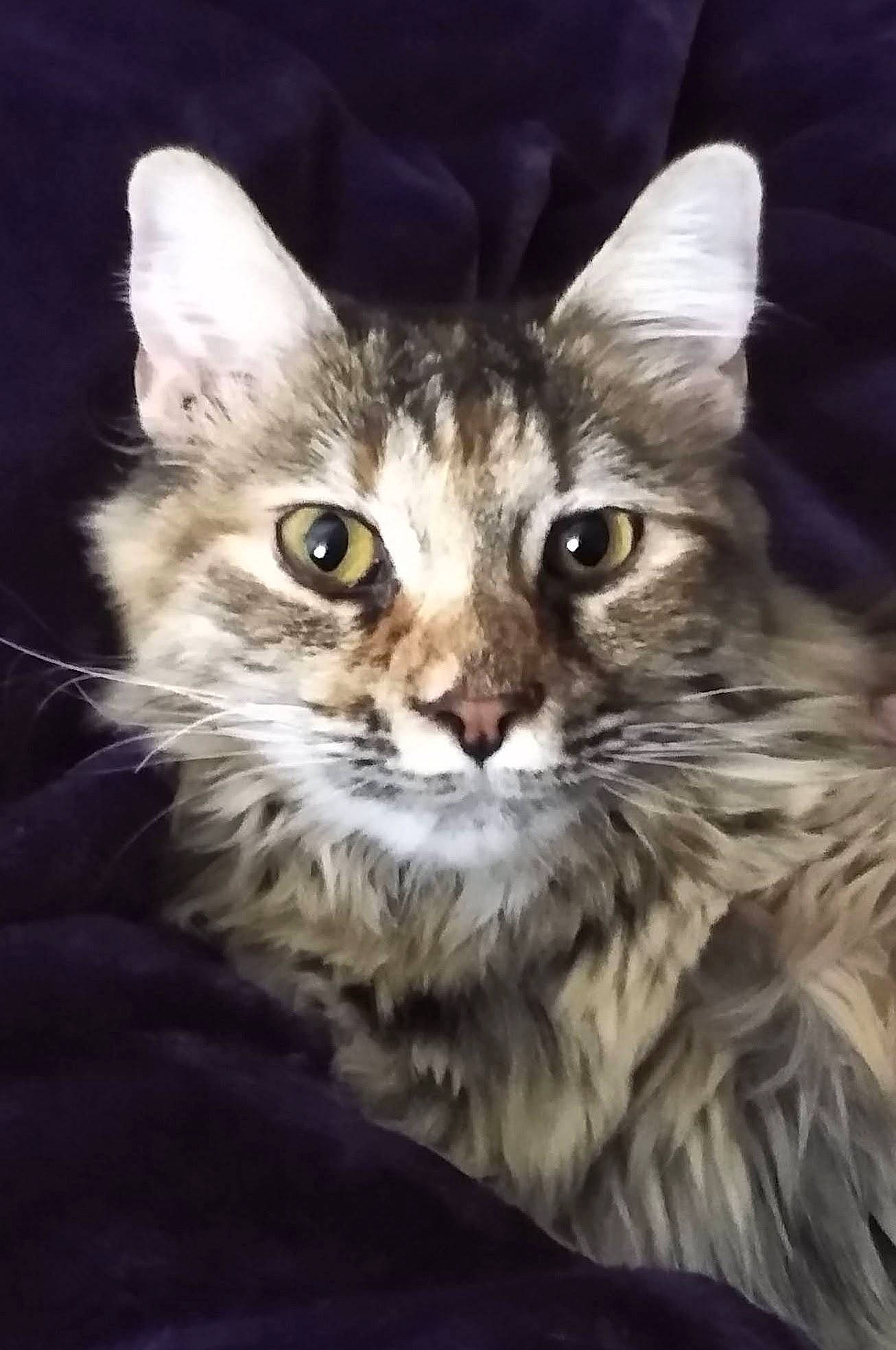 Ivy joined the competition — help win amazing prizes! carnivore, cat, darkness, domestic_short_haired_cat, electric_blue, felidae, fur, grass, maine_coon, night, paw, photo_caption, small_to_medium_sized_cats, snout, terrestrial_animal, whiskers, wildlife