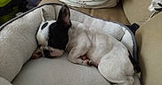 Arès a rejoint le concours — aidez-le/la à gagner de superbes lots ! animal, black_and_white, companionship, couch, cozy, curled_up, dog, dog_bed, dogs, french_bulldog, home, indoors, nap, pet, pet_bed, photograph, resting, sleeping, small_dog, white_dog