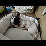 Arès a rejoint le concours — aidez-le/la à gagner de superbes lots ! dog, dogs, sleeping, nap, pet, animal, french_bulldog, small_dog, white_dog, black_and_white, dog_bed, pet_bed, couch, indoors, cozy, resting, curled_up, home, companionship, photograph